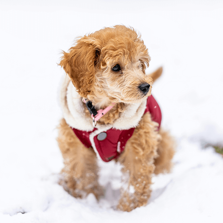 Dog in Winter Coat - Fun at the Dog Park in the Snow: What to Keep in Mind When Taking Your Canine Companion out This Winter